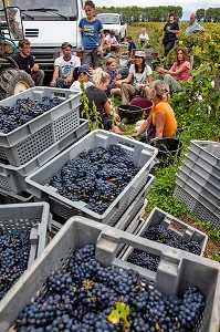 PAUSE DES VENDANGEURS, VENDANGES MANUELLES DE LA VIGNE, CEPAGE PINOT NOIR, DOMAINE PRIVE DU CHATEAU DE POMMARD, COTE-D’OR (21), BOURGOGNE, FRANCE 