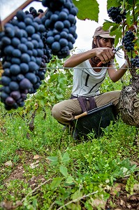 VENDANGES MANUELLES DE LA VIGNE, CEPAGE PINOT NOIR, DOMAINE PRIVE DU CHATEAU DE POMMARD, COTE-D’OR (21), BOURGOGNE, FRANCE 