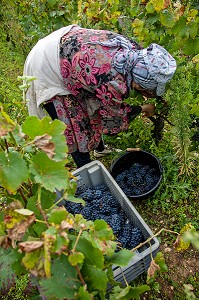 VENDANGES MANUELLES DE LA VIGNE, CEPAGE PINOT NOIR, DOMAINE PRIVE DU CHATEAU DE POMMARD, COTE-D’OR (21), BOURGOGNE, FRANCE 