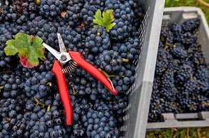 VENDANGES MANUELLES DE LA VIGNE, CEPAGE PINOT NOIR, DOMAINE PRIVE DU CHATEAU DE POMMARD, COTE-D’OR (21), BOURGOGNE, FRANCE 