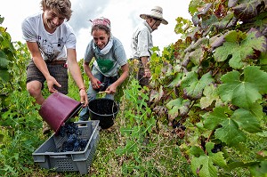 VENDANGES MANUELLES DE LA VIGNE, CEPAGE PINOT NOIR, DOMAINE PRIVE DU CHATEAU DE POMMARD, COTE-D’OR (21), BOURGOGNE, FRANCE 