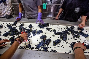 SELECTION MANUELLE DU RAISIN SUR LA TABLE DE TRI, RECEPTION DE LA VENDANGE AU CHAI, VINIFICATION, CEPAGE PINOT NOIR, DOMAINE PRIVE DU CHATEAU DE POMMARD, COTE-D’OR (21), BOURGOGNE, FRANCE 