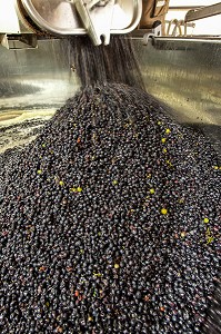 REMPLISSAGE DES CUVES DE STOCKAGE, RECEPTION DE LA VENDANGE AU CHAI, VINIFICATION, CEPAGE PINOT NOIR, DOMAINE PRIVE DU CHATEAU DE POMMARD, COTE-D’OR (21), BOURGOGNE, FRANCE 