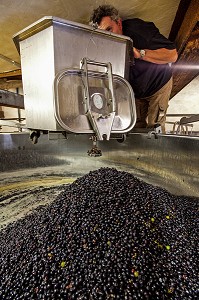 REMPLISSAGE DES CUVES DE STOCKAGE, RECEPTION DE LA VENDANGE AU CHAI, VINIFICATION, CEPAGE PINOT NOIR, DOMAINE PRIVE DU CHATEAU DE POMMARD, COTE-D’OR (21), BOURGOGNE, FRANCE 