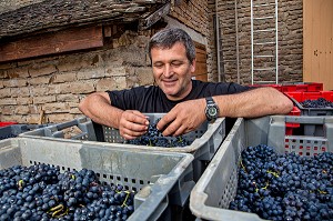 EMMANUEL SALA, MAITRE DE CHAI, DOMAINE VINICOLE DU CHATEAU DE POMMARD, COTE D'OR (21), BOURGOGNE, FRANCE 