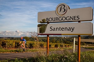 CYCLISTE PASSANT DEVANT LES VIGNES DE SANTENAY, ROUTE DES GRANDS CRUS DE BOURGOGNE, COTE D'OR (21), FRANCE 