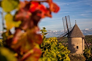 MOULIN SORINE EDIFIE SUR LA COLLINE DE BEAUREGARDS ENTRE 1825 ET 1835 ET RESTAURE EN 1990, SANTENAY, ROUTE DES GRANDS CRUS DE BOURGOGNE, COTE D'OR (21), FRANCE 