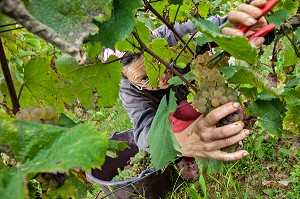 VENDANGES MANUELLES DE LA VIGNE, BOURGOGNE BLANC, DOMAINE VITICOLE HUBER-VERDEREAU, VOLNAY, COTE-D’OR (21), BOURGOGNE, FRANCE 