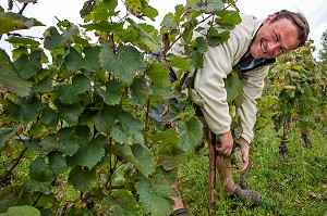 VENDANGES MANUELLES DE LA VIGNE, BOURGOGNE BLANC, DOMAINE VITICOLE HUBER-VERDEREAU, VOLNAY, COTE-D’OR (21), BOURGOGNE, FRANCE 