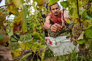 VENDANGES MANUELLES DE LA VIGNE, BOURGOGNE BLANC, DOMAINE VITICOLE HUBER-VERDEREAU, VOLNAY, COTE-D’OR (21), BOURGOGNE, FRANCE 