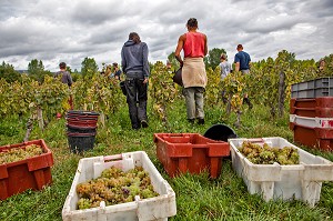 VENDANGES MANUELLES DE LA VIGNE, BOURGOGNE BLANC, DOMAINE VITICOLE HUBER-VERDEREAU, VOLNAY, COTE-D’OR (21), BOURGOGNE, FRANCE 