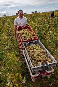 VENDANGES MANUELLES DE LA VIGNE, BOURGOGNE BLANC, DOMAINE VITICOLE HUBER-VERDEREAU, VOLNAY, COTE-D’OR (21), BOURGOGNE, FRANCE 