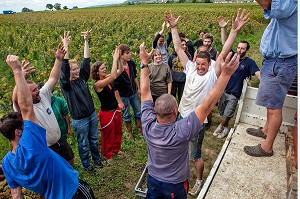 BAN BOURGUIGNON DANS LES VIGNES, FETE TRADITIONNELLE DU DERNIER JOUR DE VENDANGES MANUELLES, BOURGOGNE BLANC, DOMAINE VITICOLE HUBER-VERDEREAU, VOLNAY, COTE-D’OR (21), BOURGOGNE, FRANCE 