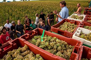 VENDANGES MANUELLES DE LA VIGNE, BOURGOGNE BLANC, DOMAINE VITICOLE HUBER-VERDEREAU, VOLNAY, COTE-D’OR (21), BOURGOGNE, FRANCE 