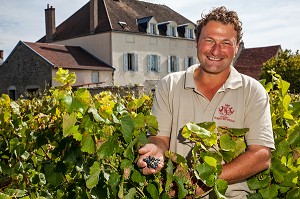 THIEBAULT HUBER, EXPLOITANT VITICULTEUR DU DOMAINE HUBER-VERDEREAU, DANS LES VIGNES DU CLOS DU COLOMBIER, PROPRIETE VITICOLE DE POMMARD, COTE D'OR (21), BOURGOGNE, FRANCE 