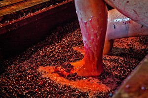 FOULAGE DU RAISIN AUX PIEDS, METHODE ANCIENNE, VENDANGES TRADITIONNELLES, DOMAINE HUBER-VERDEREAU, VOLNAY, COTE D’OR (21), BOURGOGNE, FRANCE 