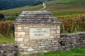 DOMAINE VITICOLE JACQUES PRIEUR, CEPAGE PINOT NOIR A JUS BLANC, CHAMBOLLE-MUSIGNY, COTE D’OR (21), BOURGOGNE, FRANCE 