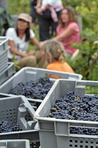 PAUSE DES VENDANGEURS, VENDANGES MANUELLES DE LA VIGNE, CEPAGE PINOT NOIR, DOMAINE PRIVE DU CHATEAU DE POMMARD, COTE-D'OR (21), BOURGOGNE, FRANCE 