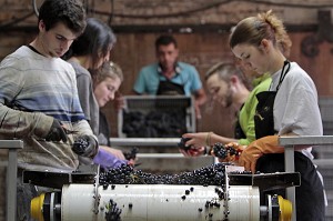 SELECTION MANUELLE DU RAISIN SUR LA TABLE DE TRI, RECEPTION DE LA VENDANGE AU CHAI, VINIFICATION, CEPAGE PINOT NOIR, DOMAINE PRIVE DU CHATEAU DE POMMARD, COTE-D'OR (21), BOURGOGNE, FRANCE 