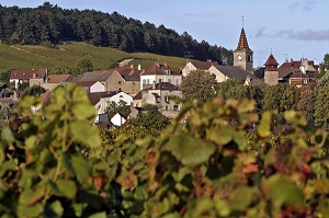 VILLAGE ET VIGNES DE MONTHELIE, ROUTE DES GRANDS CRUS DE BOURGOGNE, MONTHELIE, COTE D'OR (21), FRANCE 