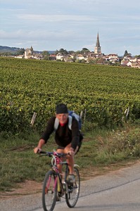 CYCLOTOURISME. CYCLISTE PASSANT DEVANT LES VIGNES ET LE VILLAGE DE MEURSAULT, ROUTE DES GRANDS CRUS DE BOURGOGNE, COTE D'OR (21), FRANCE 