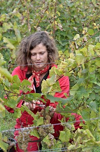VENDANGES MANUELLES DE LA VIGNE, BOURGOGNE BLANC, DOMAINE VITICOLE HUBER-VERDEREAU, VOLNAY, COTE-D'OR (21), BOURGOGNE, FRANCE 