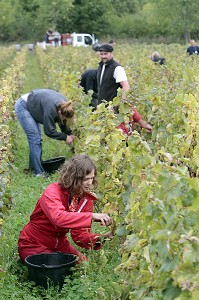 VENDANGES MANUELLES DE LA VIGNE, BOURGOGNE BLANC, DOMAINE VITICOLE HUBER-VERDEREAU, VOLNAY, COTE-D'OR (21), BOURGOGNE, FRANCE 