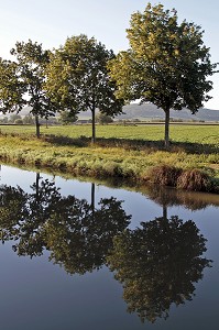 CHEMIN DE HALAGE BORDE D'ARBRES, CANAL DE BOURGOGNE, VANDENESSE-EN-AUXOIS, COTE D’OR (21), BOURGOGNE, FRANCE 
