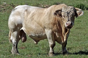 TAUREAU CHAROLAIS DANS UN PRE EN AUXOIS, COTE D’OR (21), BOURGOGNE, FRANCE 