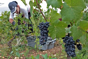 VENDANGES MANUELLES DE LA VIGNE, CEPAGE PINOT NOIR, DOMAINE PRIVE DU CHATEAU DE POMMARD, COTE-D’OR (21), BOURGOGNE, FRANCE 