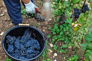 VENDANGES MANUELLES DE LA VIGNE, CEPAGE PINOT NOIR, DOMAINE PRIVE DU CHATEAU DE POMMARD, COTE-D’OR (21), BOURGOGNE, FRANCE 