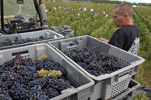 CHARGEMENT DES CAGETTES DANS LA REMORQUE, VENDANGES MANUELLES DE LA VIGNE, CEPAGE PINOT NOIR, DOMAINE PRIVE DU CHATEAU DE POMMARD, COTE-D’OR (21), BOURGOGNE, FRANCE 
