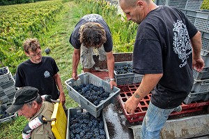 CHARGEMENT DES CAGETTES DANS LA REMORQUE, VENDANGES MANUELLES DE LA VIGNE, CEPAGE PINOT NOIR, DOMAINE PRIVE DU CHATEAU DE POMMARD, COTE-D’OR (21), BOURGOGNE, FRANCE 