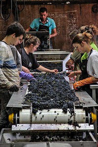 SELECTION MANUELLE DU RAISIN SUR LA TABLE DE TRI, RECEPTION DE LA VENDANGE AU CHAI, VINIFICATION, CEPAGE PINOT NOIR, DOMAINE PRIVE DU CHATEAU DE POMMARD, COTE-D’OR (21), BOURGOGNE, FRANCE 