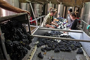 SELECTION MANUELLE DU RAISIN SUR LA TABLE DE TRI, RECEPTION DE LA VENDANGE AU CHAI, VINIFICATION, CEPAGE PINOT NOIR, DOMAINE PRIVE DU CHATEAU DE POMMARD, COTE-D’OR (21), BOURGOGNE, FRANCE 