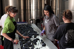 SELECTION MANUELLE DU RAISIN SUR LA TABLE DE TRI, RECEPTION DE LA VENDANGE AU CHAI, VINIFICATION, CEPAGE PINOT NOIR, DOMAINE PRIVE DU CHATEAU DE POMMARD, COTE-D’OR (21), BOURGOGNE, FRANCE 