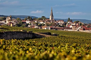 VIGNES DEVANT LE VILLAGE DE MEURSAULT, ROUTE DES GRANDS CRUS DE BOURGOGNE, COTE D'OR (21), FRANCE 