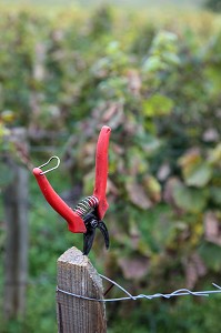 SECATEUR DE VENDANGEUR, VENDANGES MANUELLES DE LA VIGNE, BOURGOGNE BLANC, DOMAINE VITICOLE HUBER-VERDEREAU, VOLNAY, COTE-D’OR (21), BOURGOGNE, FRANCE 