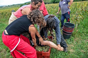 FETE TRADITIONNELLE DU DERNIER JOUR DE VENDANGES MANUELLES, BOURGOGNE BLANC, DOMAINE VITICOLE HUBER-VERDEREAU, VOLNAY, COTE-D’OR (21), BOURGOGNE, FRANCE 