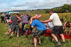 BATAILLE DE RAISINS, FETE TRADITIONNELLE DU DERNIER JOUR DE VENDANGES MANUELLES, BOURGOGNE BLANC, DOMAINE VITICOLE HUBER-VERDEREAU, VOLNAY, COTE-D’OR (21), BOURGOGNE, FRANCE 