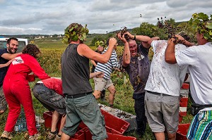 BATAILLE DE RAISINS, FETE TRADITIONNELLE DU DERNIER JOUR DE VENDANGES MANUELLES, BOURGOGNE BLANC, DOMAINE VITICOLE HUBER-VERDEREAU, VOLNAY, COTE-D’OR (21), BOURGOGNE, FRANCE 