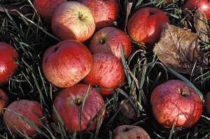 POMMES A CIDRE, EURE, EURE (27), NORMANDIE, FRANCE 