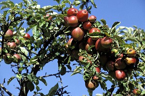 POMMES A CIDRE, EURE (27), NORMANDIE, FRANCE 