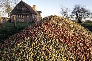 TAS DE POMMES A CIDRE, EURE (27), NORMANDIE, FRANCE 