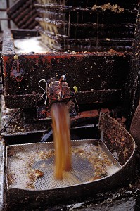 JUS DE POMMES, GROS PLAN SUR LE PILLAGE DES POMMES A CIDRE, EURE (27), NORMANDIE, FRANCE 