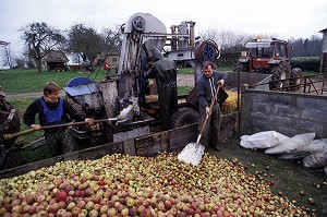 PILLAGE DES POMMES A CIDRE, EURE (27), NORMANDIE, FRANCE 
