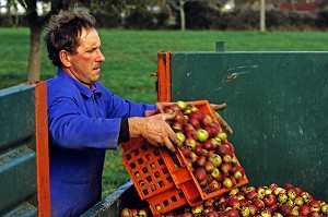 RECOLTE DES POMMES PAR UN PRODUCTEUR DE CIDRE, EURE (27), NORMANDIE, FRANCE 