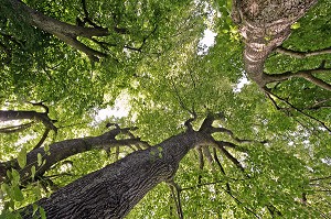 CEINTURE DE TILLEULS DU BELVEDERE DE L'EDEN DU JARDIN CONTEMPORAIN DU CHATEAU DE MISEREY, EURE (27), FRANCE 