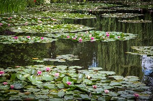 JARDIN D'EAU ET SES NYMPHEAS (NENUPHARS SUR L'ETANG), MAISON DU PEINTRE IMPRESSIONNISTE CLAUDE MONET, GIVERNY, EURE (27), NORMANDIE, FRANCE 