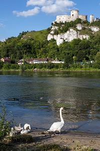 UNE OIE ET SES OISONS EN BORD DE SEINE DEVANT LA FORTERESSE MEDIEVALE DE CHATEAU GAILLARD EDIFIE PAR LE ROI D'ANGLETERRE RICHARD COEUR DE LION EN 1198, LES ANDELYS, EURE (27), NORMANDIE, FRANCE 